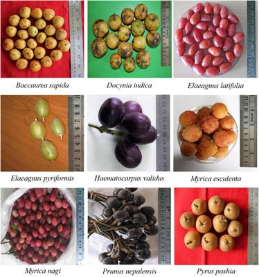 Biochemical and antioxidant activity of wild edible fruits of the eastern Himalaya, India